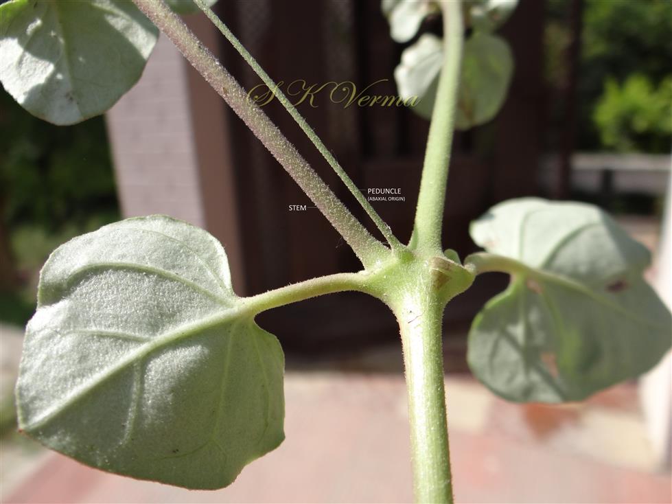  Inflorescence (Origin)
